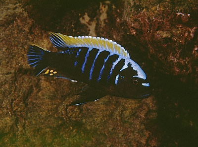 Cynotilapia aurifrons 'Kakusa'